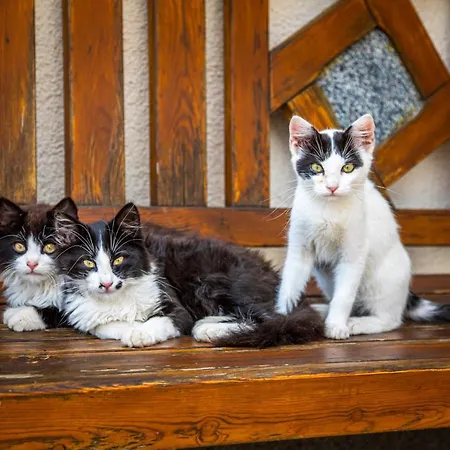 Alloggio per agriturismo Bio-familienbauernhof Grubsteighof